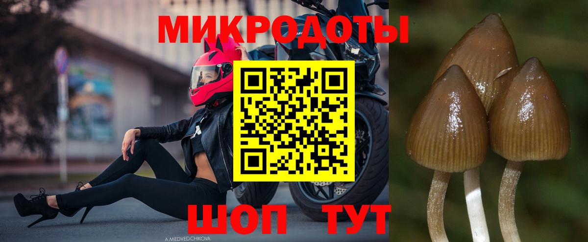 Галлюциногенные грибы Cubensis  Гулькевичи  Галлюциногенные грибы Magic Shrooms 